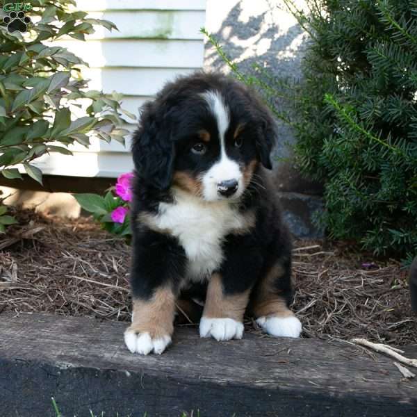 Stu, Bernese Mountain Dog Puppy